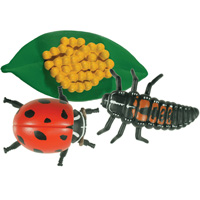 life cycle stages
