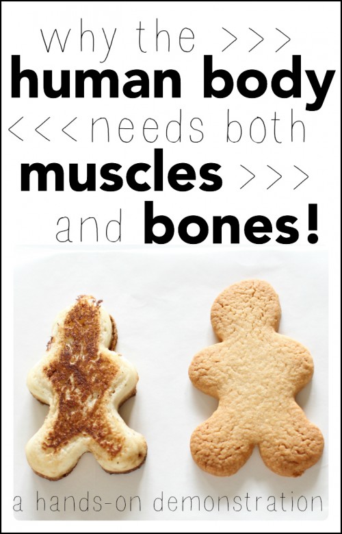 Why the human body needs both muscles and bones (a hands-on demonstration)