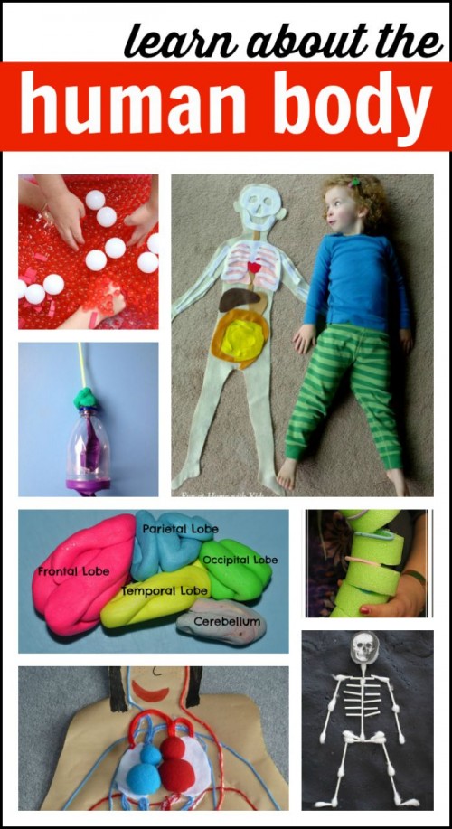 human-body-worksheets-for-kids-kindergarten-science-human-body