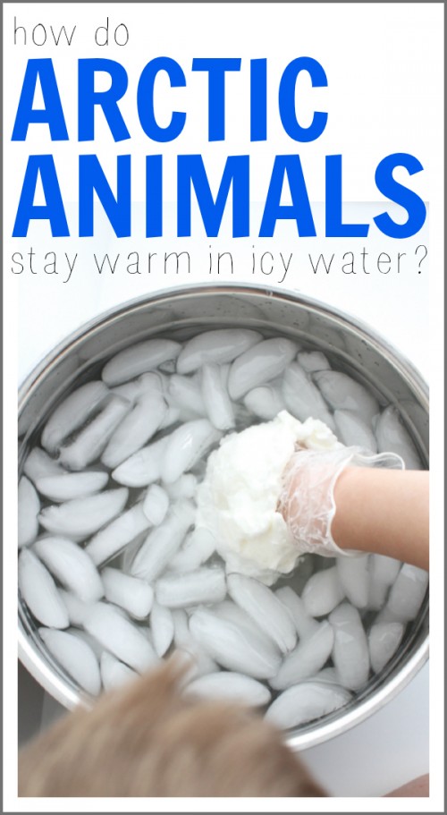 How Do Arctic Animals Stay Warm in Icy Water