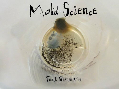 mold-science-from-Teach-Beside-Me-1024x768