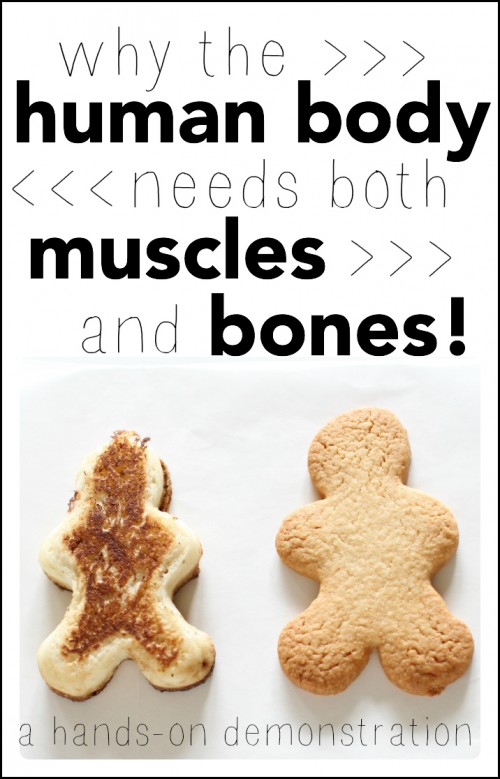 Why-the-human-body-needs-both-muscles-and-bones-a-hands-on-demonstration-500x779.jpg Why-the-human-body-needs-both-muscles-and-bones-a-hands-on-demonstration-500x779.jpg