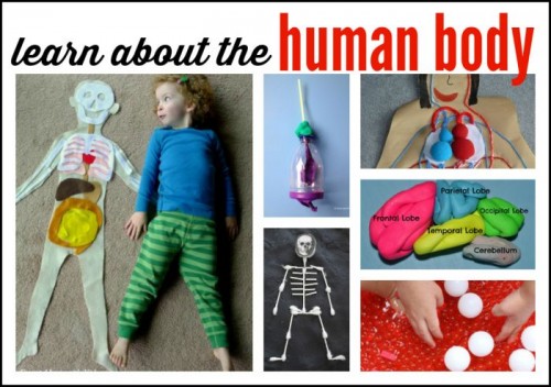 Learn about the Human body