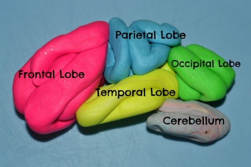 playdough brain model