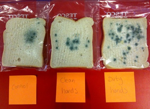 Moldy Bread Experiment