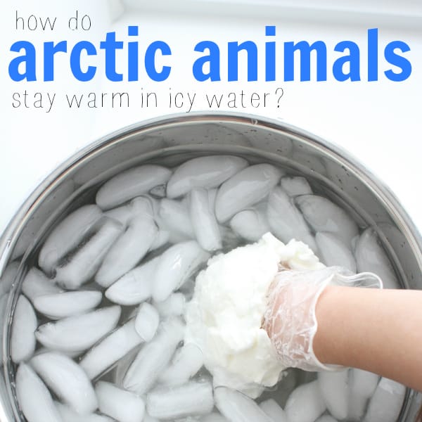 Arctic Animals Preschool Science: Blubber and Ice Explorations! • The  Preschool Toolbox Blog