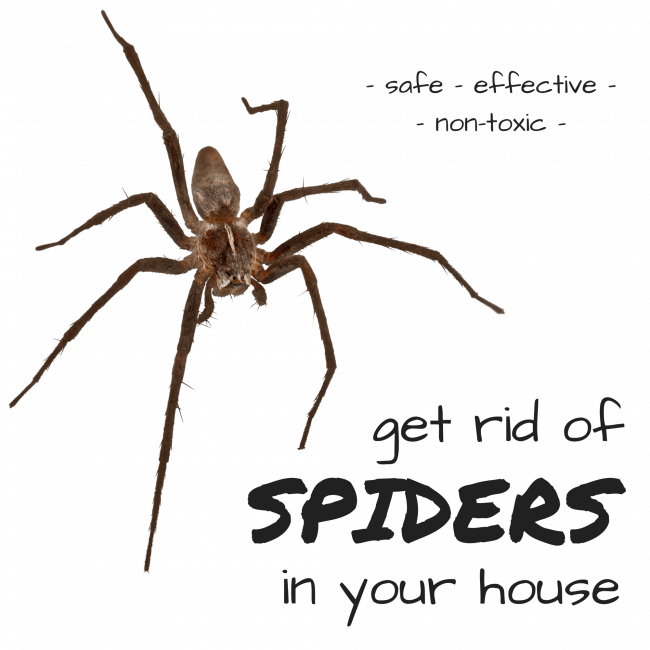 How to Get Rid of Brown Recluse Spiders