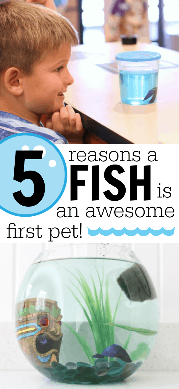 5 Reasons a Fish is an Awesome First Pet for Your Child