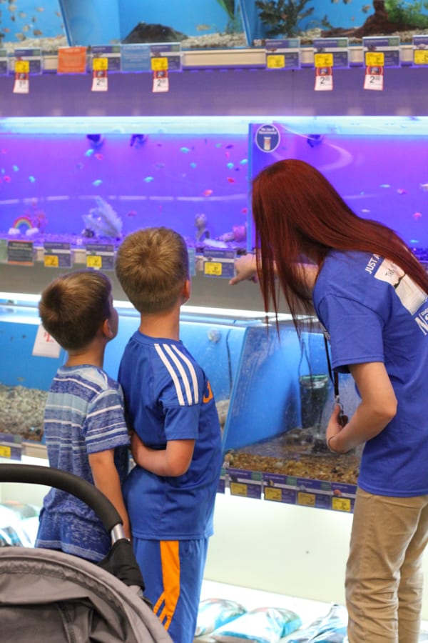 5 Reasons a Fish is an Awesome First Pet for Your Child - I Can Teach ...